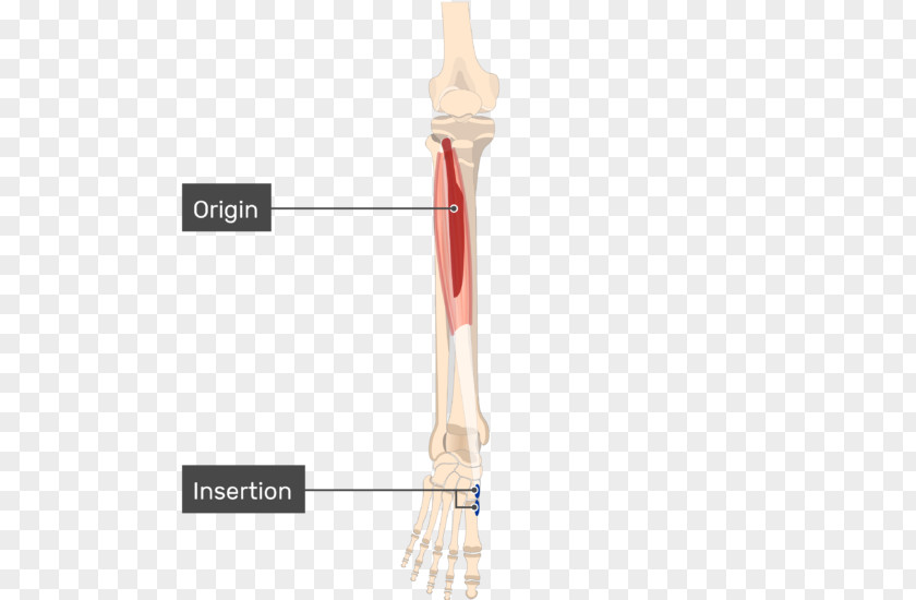 Tibialis Anterior Muscle Posterior Origin And Insertion Joint PNG