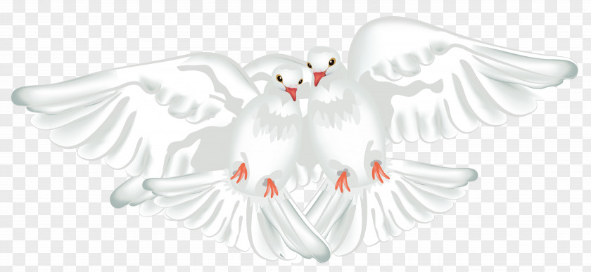 White Doves Transparent Clipart Columbidae Ruddy Ground Dove Rock Maddie Rooney PNG
