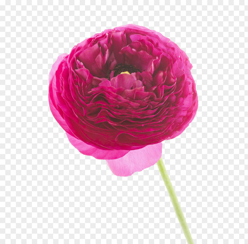 A Large Purplish Red Peony Ranunculus Asiaticus Anemone Coronaria Garden Roses Purple PNG