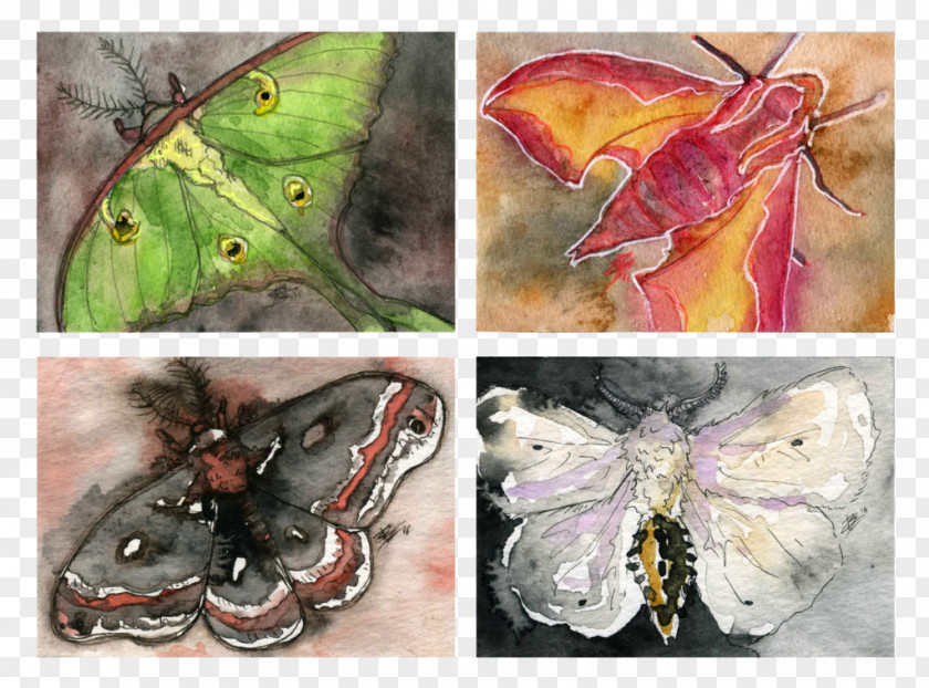 Butterfly Brush-footed Butterflies Silkworm Painting And Moths PNG