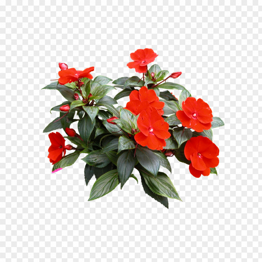 Floral Elements Houseplant Flower Tree PNG