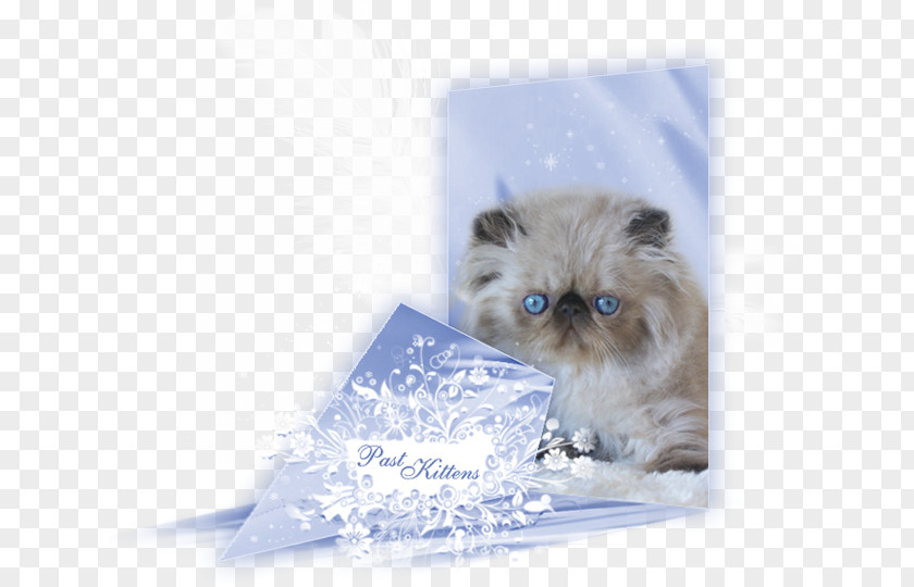 Kitten Persian Cat Birman Himalayan Exotic Shorthair PNG