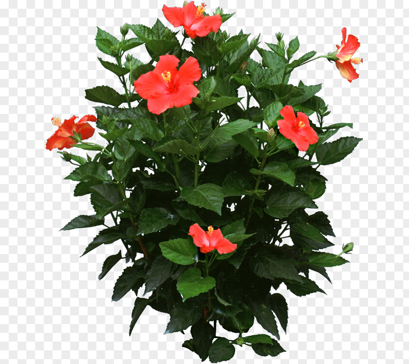 Pot Plant Shoeblackplant Houseplant Flower Plants In Winter PNG