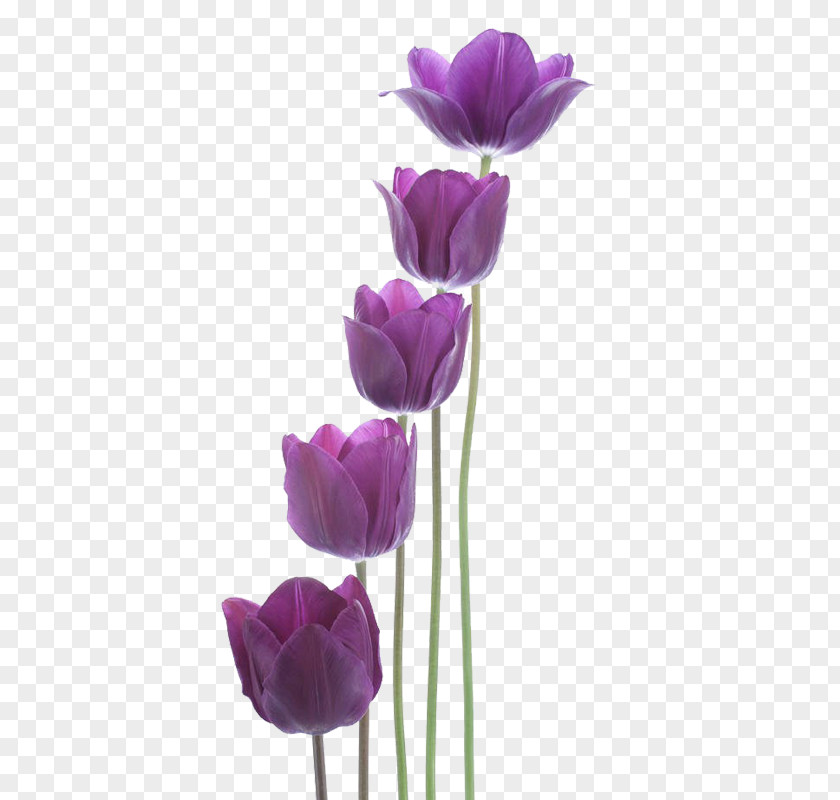 Purple Tulips Tulip New Year PNG