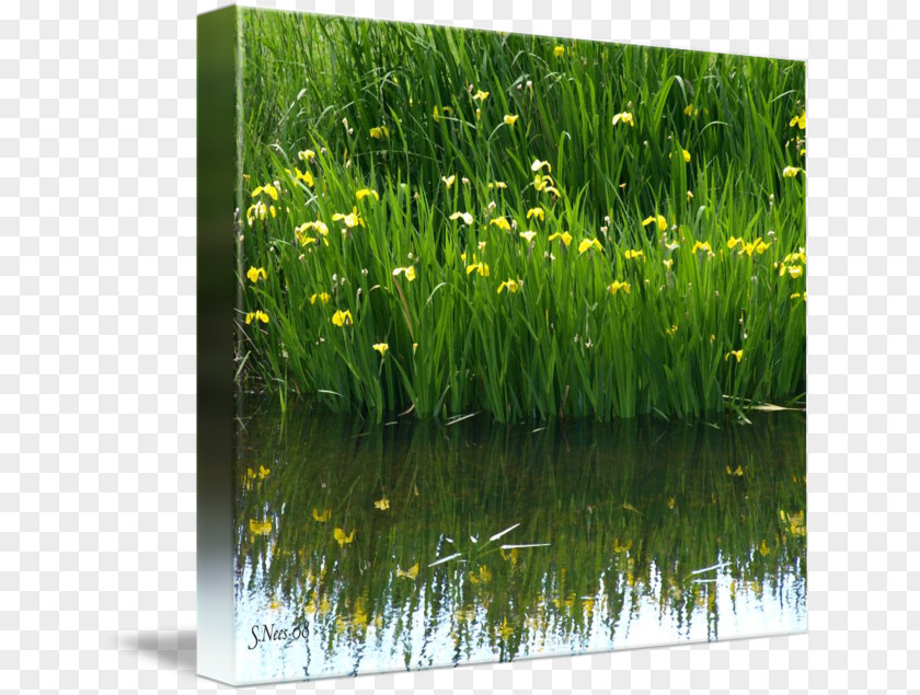 Water Sweet Grass Gallery Wrap Canvas Art PNG