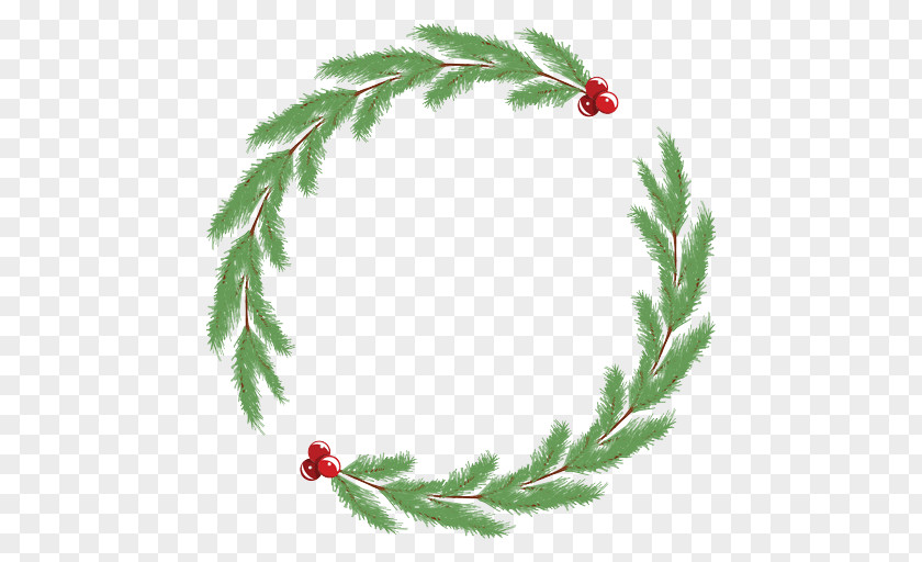Conifer Pine Family Holly PNG