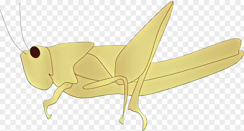Cricket Origami PNG