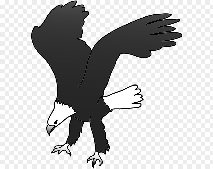 Eagle Bald Bird Silhouette Clip Art PNG