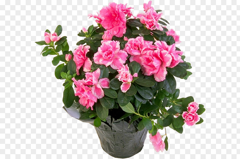 Flower Bouquet Plant Pink Flowers Azalea PNG