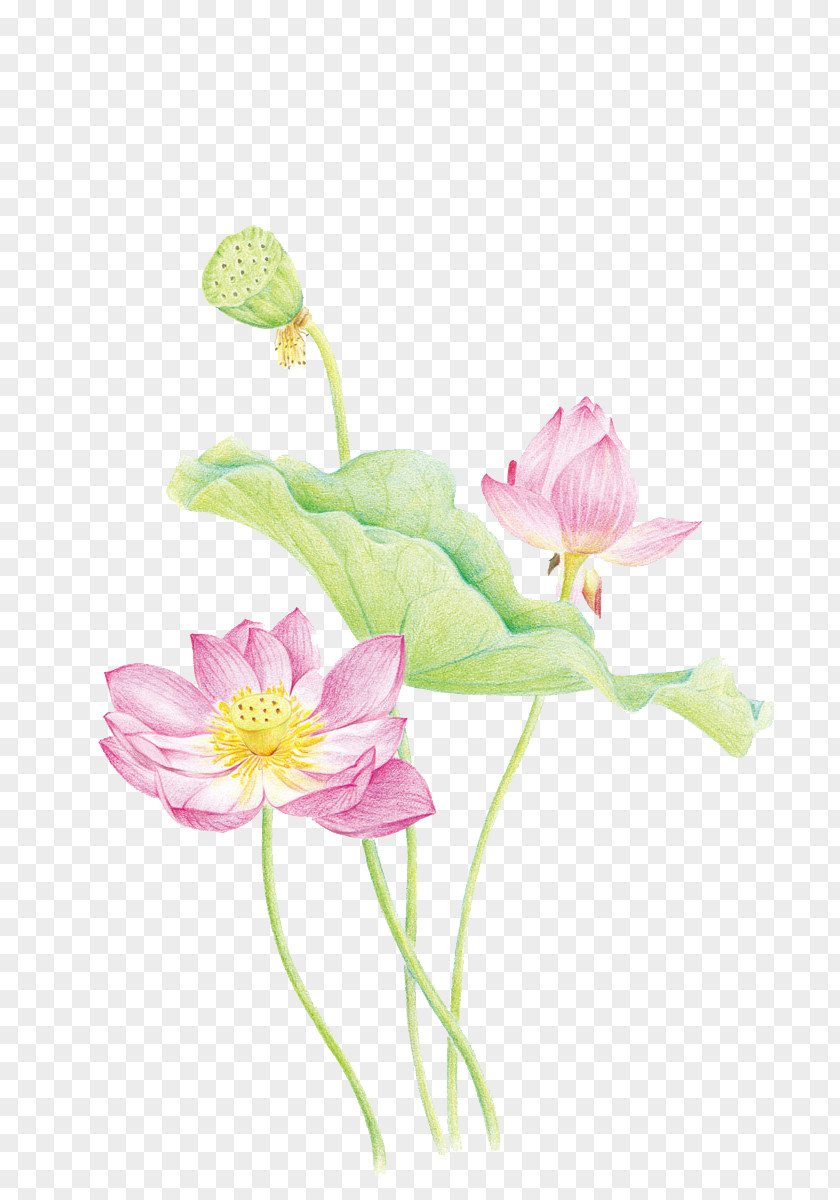 Lotus Nelumbo Nucifera Designer Floral Design Download PNG