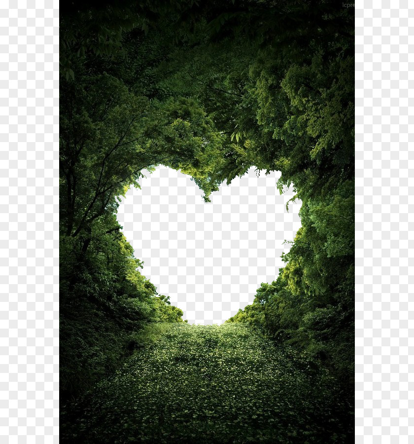 Love Heart Nature Valentine's Day Wallpaper PNG