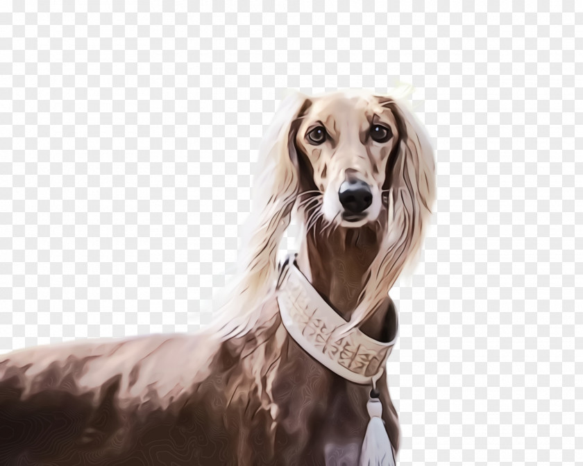 Snout Silken Windhound Dog Breed Saluki Companion PNG