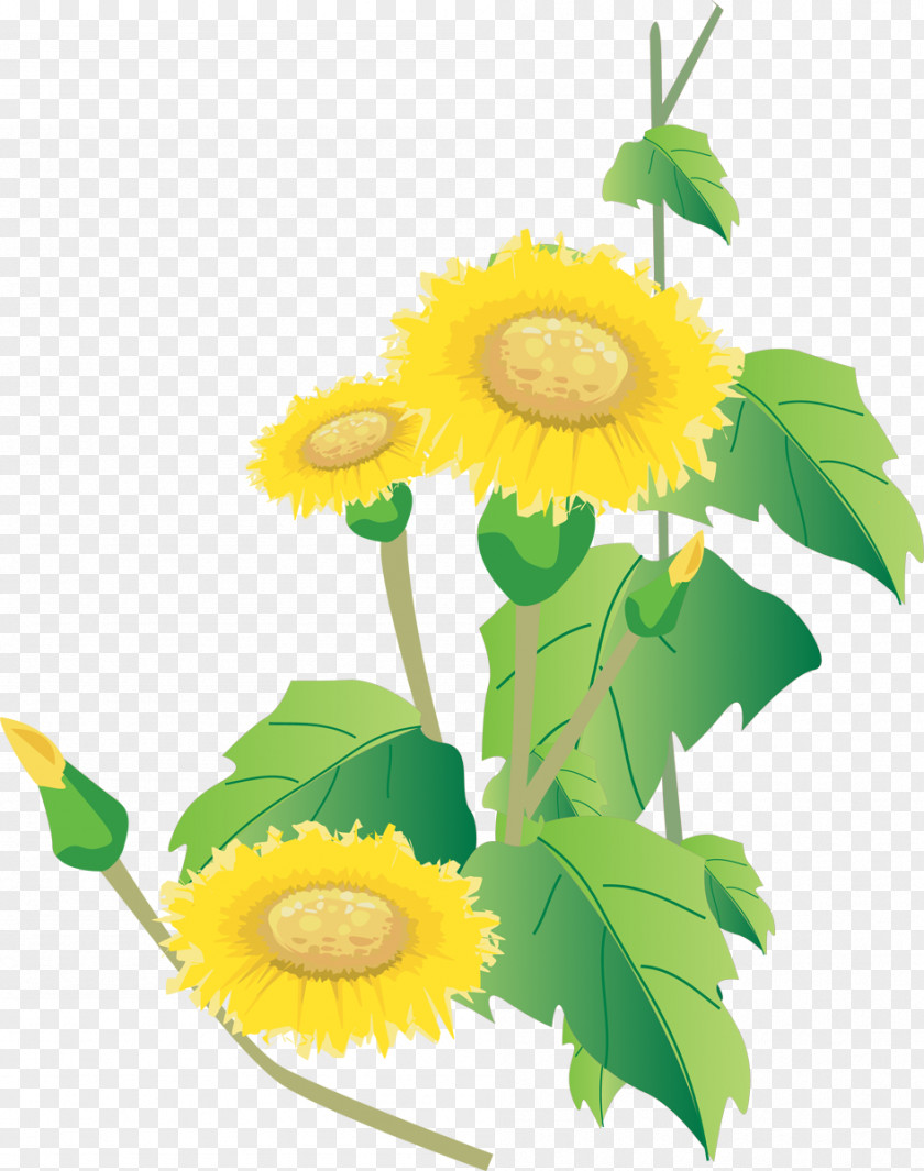 Sunflower Common Seed Clip Art PNG