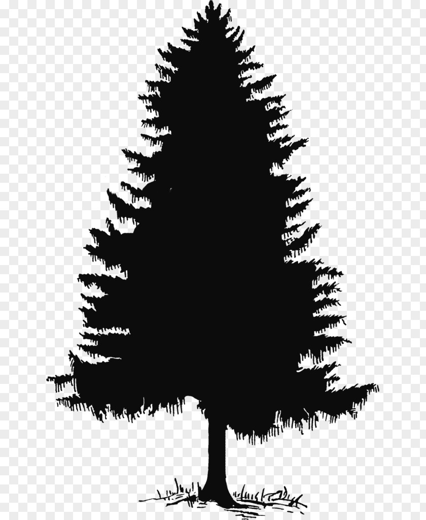 Tree Pine Drawing Evergreen Fir Clip Art PNG