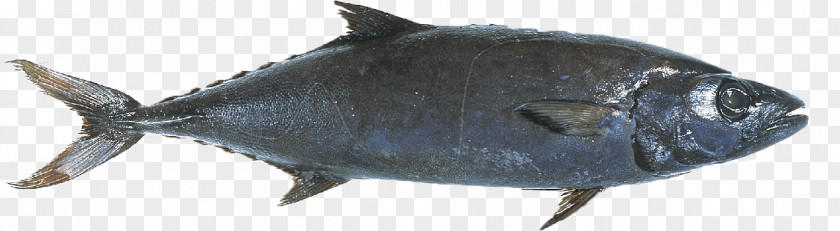 Fish Oil Escolar Seafood Mackerel Yellowfin Tuna PNG