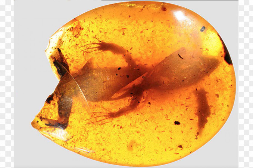 Lizard Reptile Chameleons Fossil Amber PNG