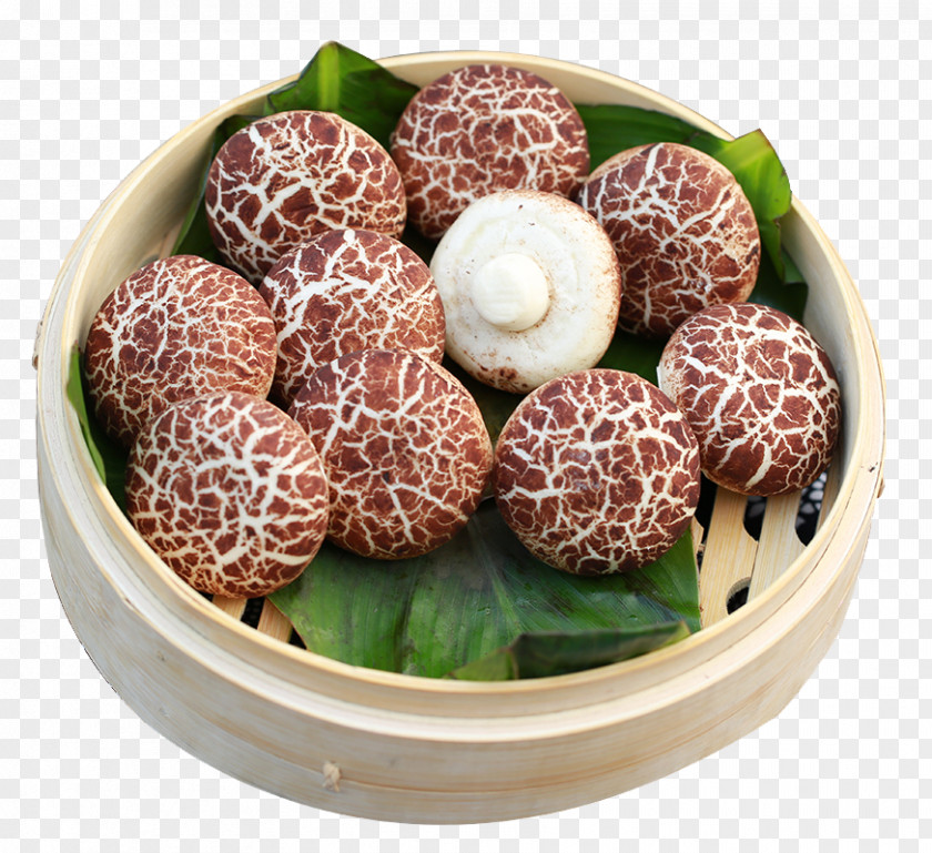 Mushroom Buns And Cha Siu Bao Baozi Bun PNG