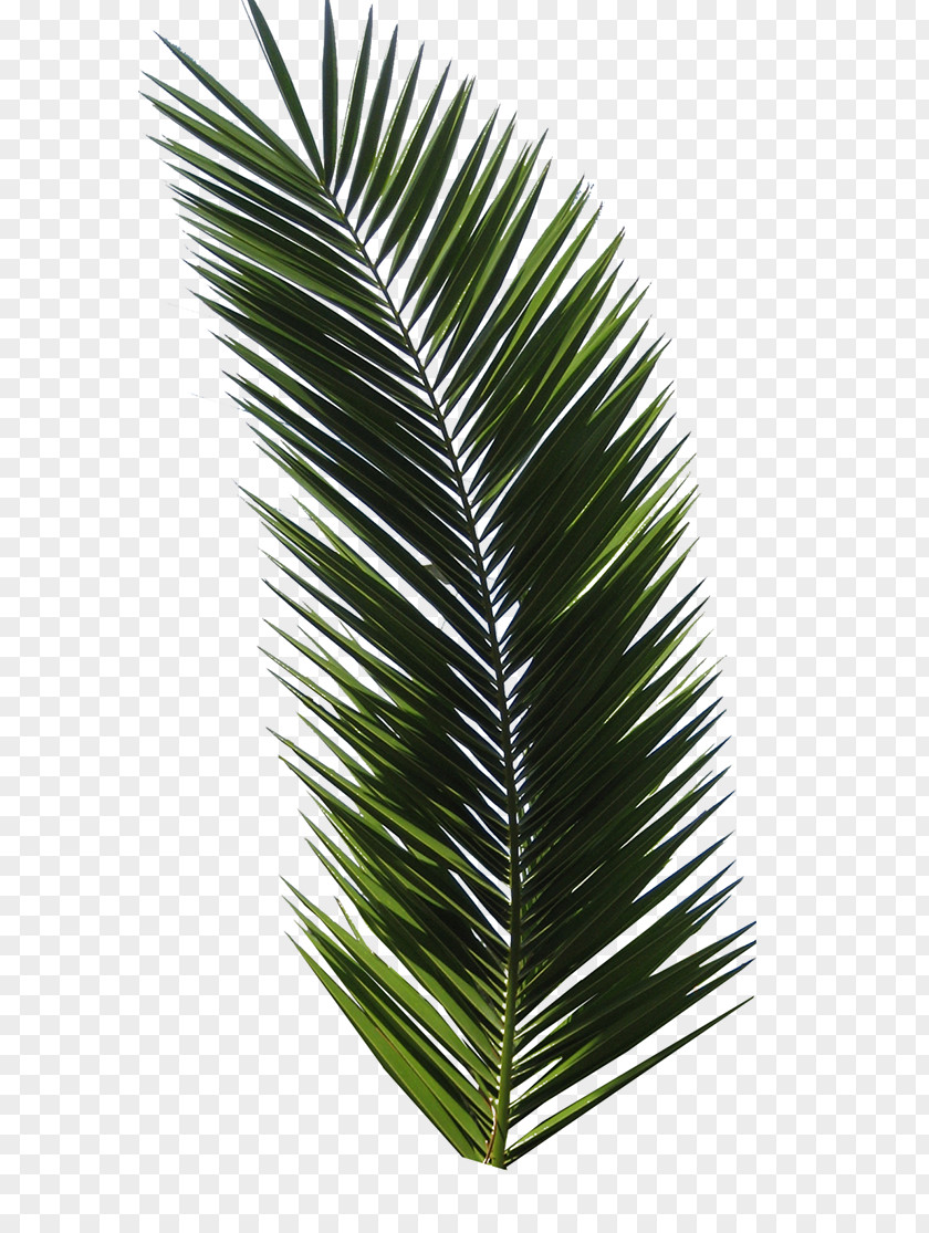Palm Leaf T-shirt Tropical Design Graphic Logo PNG