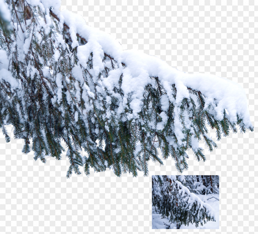 Snow Tree Branch Pine Winter PNG