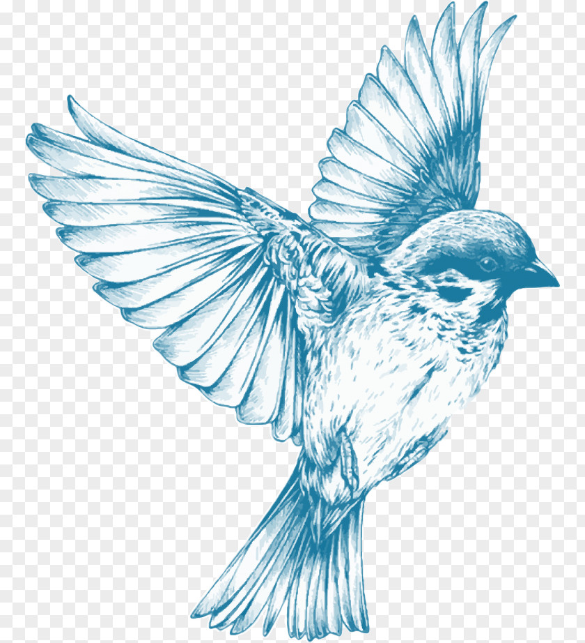 Sparrow Bird Swallow Drawing Sketch PNG