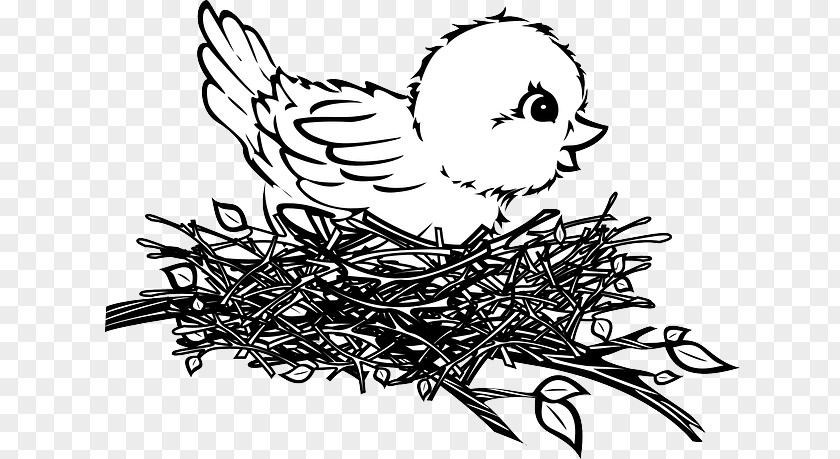 Types Of Bird Nests Nest Drawing Clip Art PNG