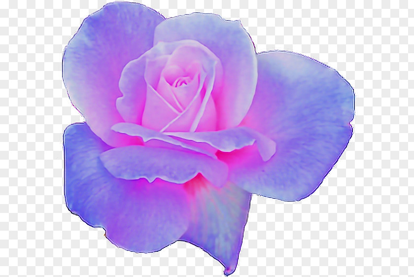 Violet Garden Roses Aesthetics PNG