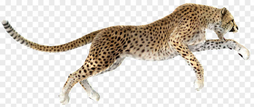 Cheetah Leopard Stock Photography Royalty-free PNG