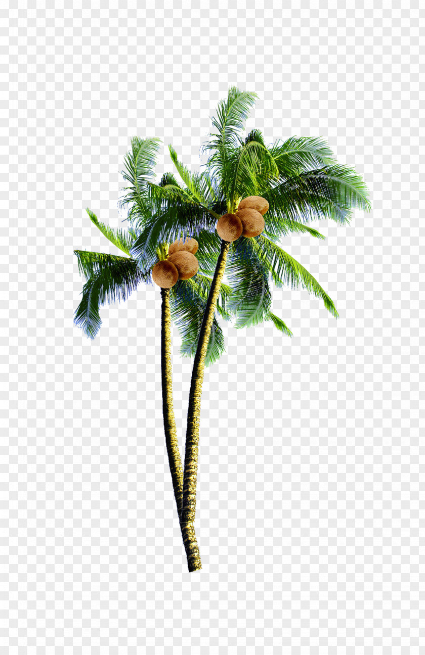 Coconut Tree Candy Arecaceae PNG