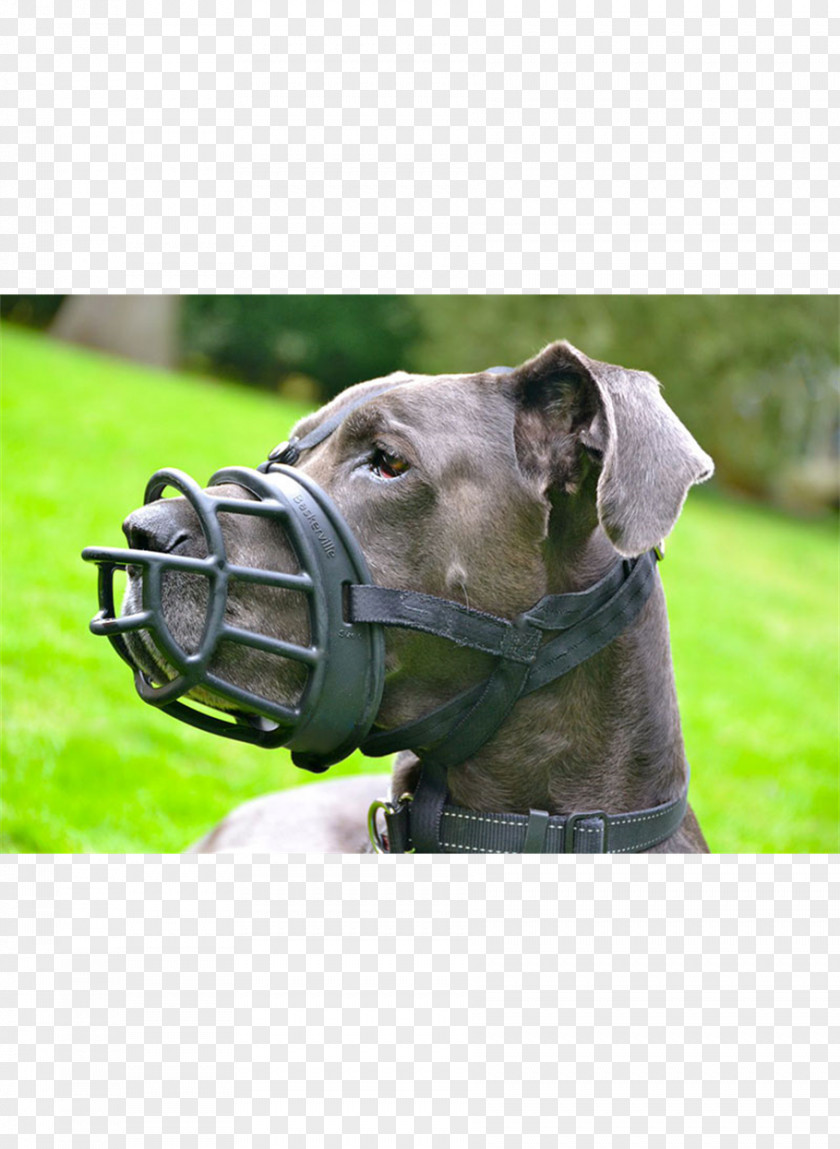 Collar Welfare Dog Breed Cane Corso Snout PNG