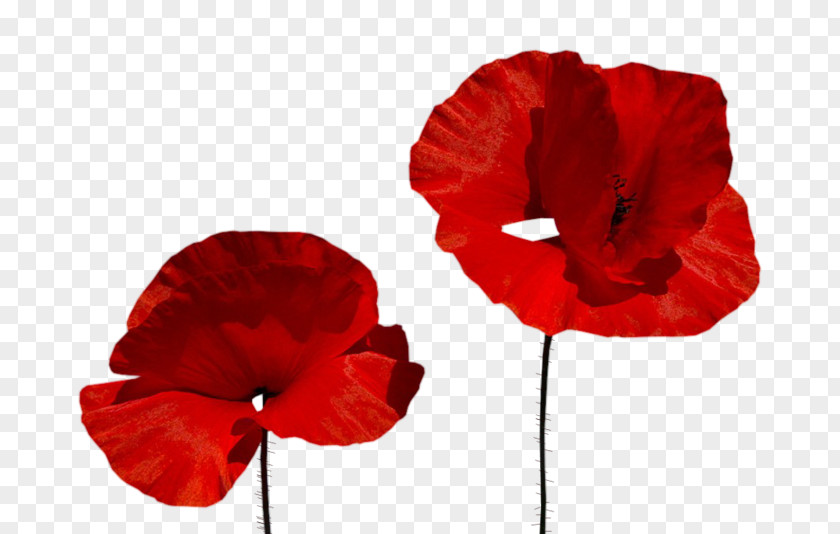 Maki Insignia Poppy Centerblog Clip Art PNG