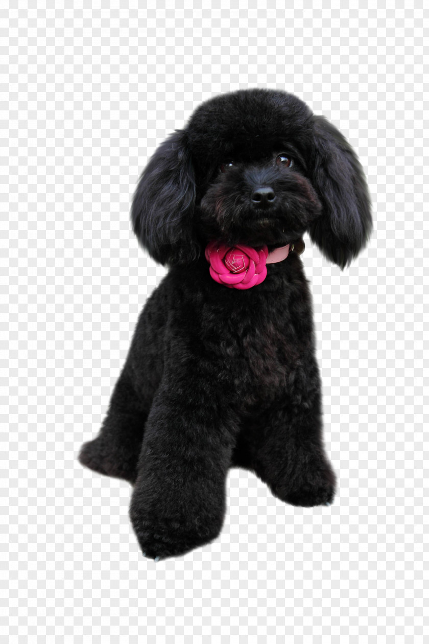 Play Firecracker Puppy Toy Poodle Ragdoll Pug PNG