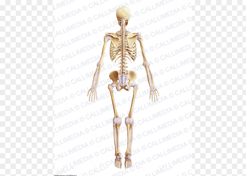 Skeleton Hip Muscle Bone Pelvis PNG