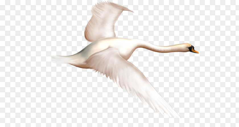 Swan PNG clipart PNG