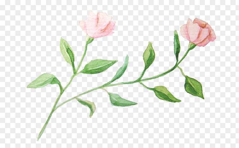 Watercolor Flowers Watercolour Garden Roses Painting PNG