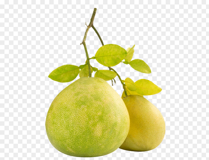 Lemon Pomelo Magusgreip Fruit Orange PNG