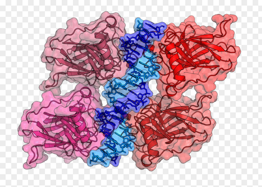 P53 DNA-binding Domain Mutation Protein PNG