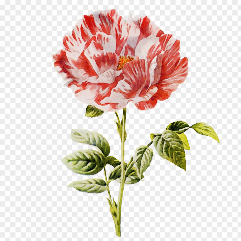 Peony Cut Flowers Flower Plant Carnation Petal Pink Family PNG