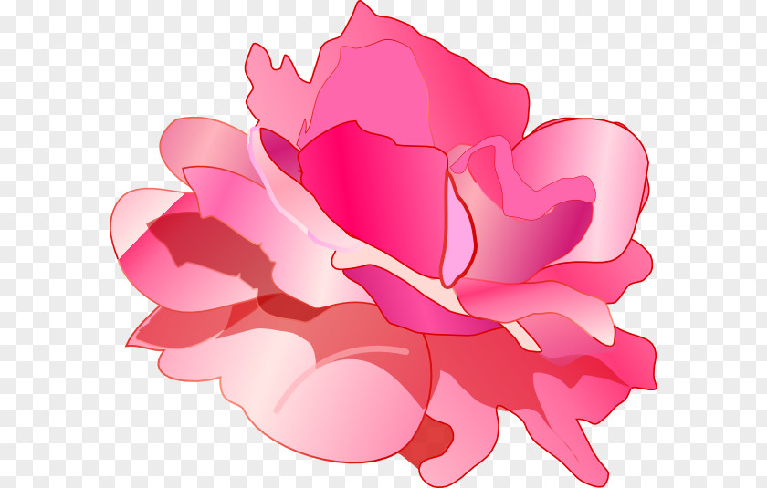 Pink Roses Photo Rose Drawing Clip Art PNG