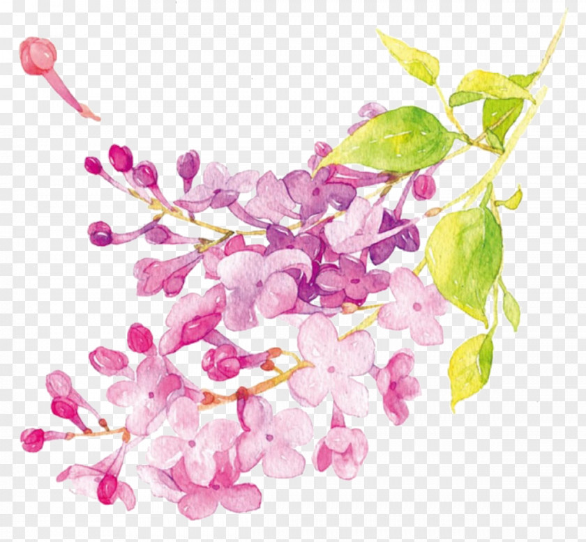 Purple Lilac Watercolor Painting Flower Illustration PNG