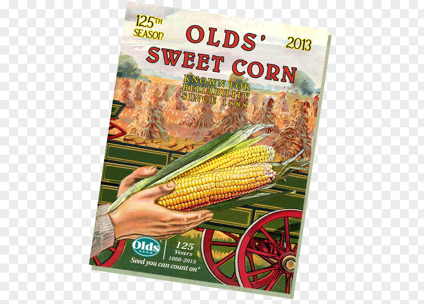 Corn Seed On The Cob Maize Sweet Company PNG