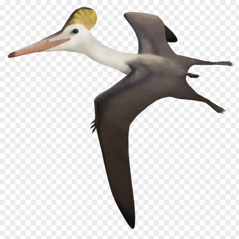 Dinosaur Pterodactyls Dsungaripterus Aerodactylus Ctenochasma Pterosaurs PNG