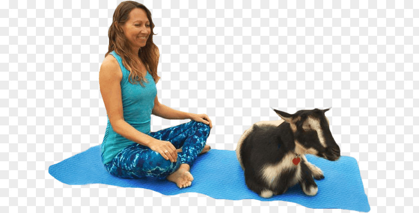 Goat Yoga Instructor Pet Animal-assisted Therapy PNG