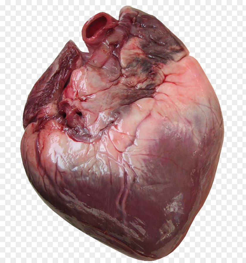 Human Heart Anatomy Body Cardiac Muscle Clip Art PNG