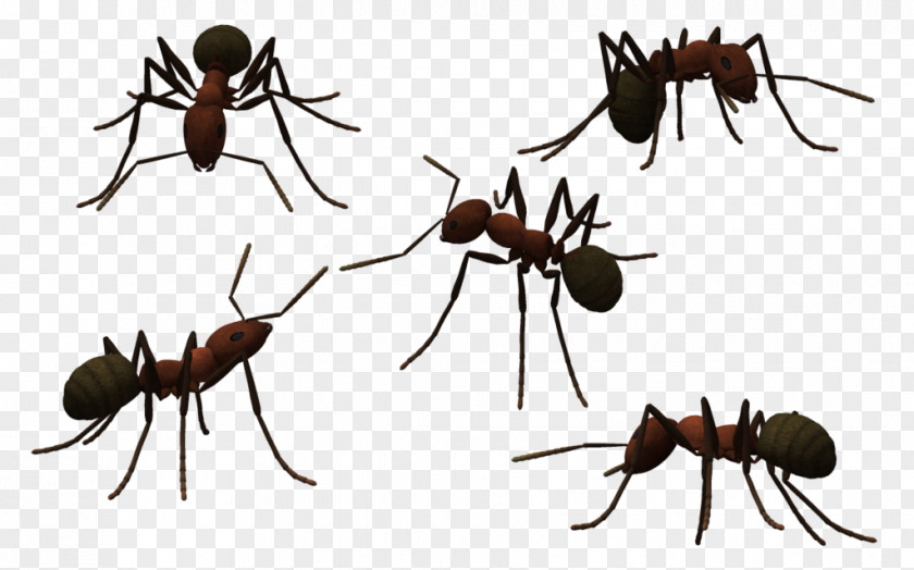 Insect Ant Clip Art PNG