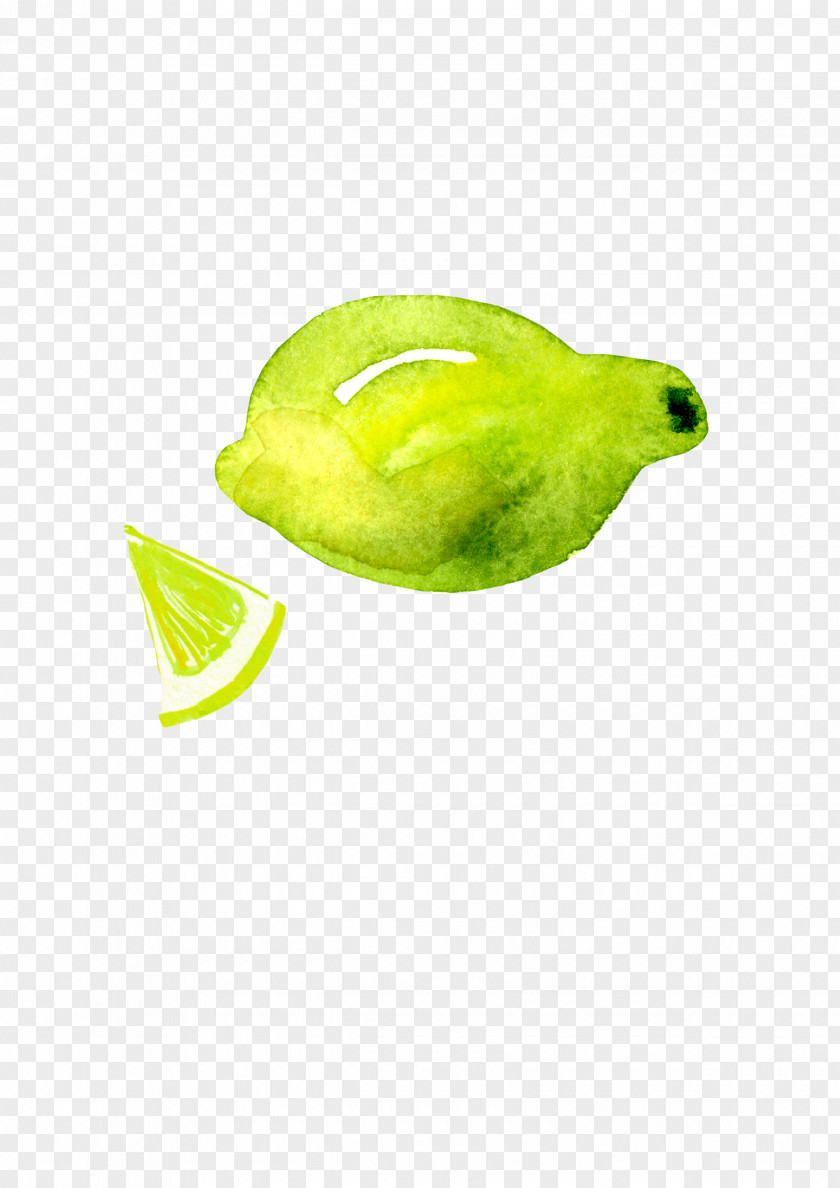 Painted Lemon Lime Google Images PNG