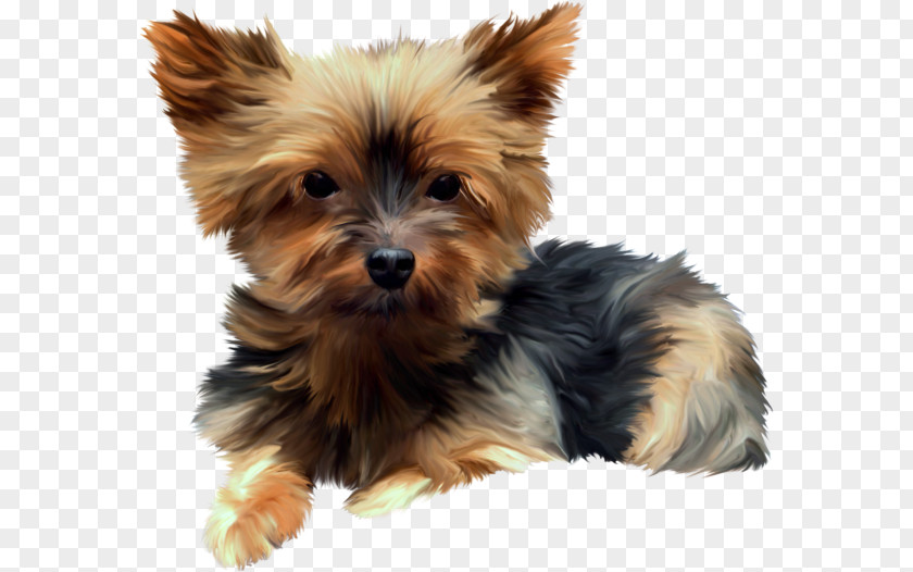 Puppy Yorkshire Terrier Australian Silky Morkie Norwich PNG