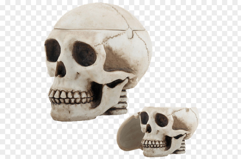 Skull Human Skeleton Ashtray Cranial Cavity PNG