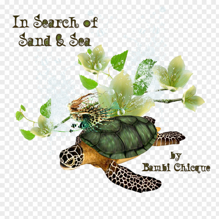Turtle Box Turtles Tortoise Second Life Sand PNG