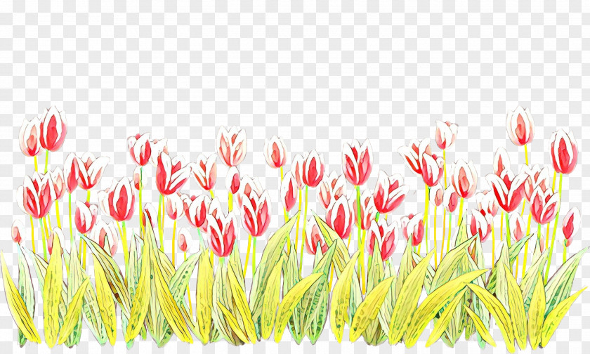 Pink Tulip Plant Grass Family PNG