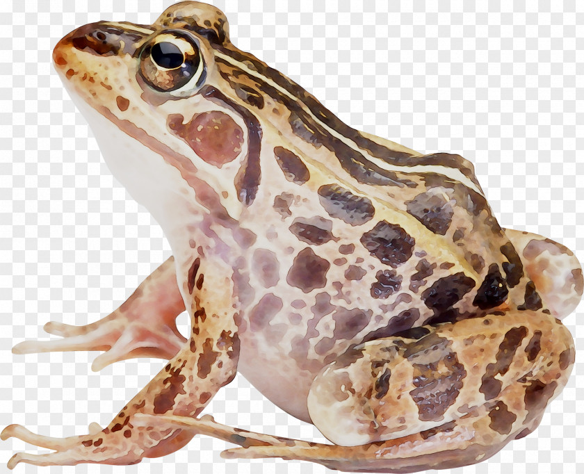American Bullfrog Amphibians Toad True Frog PNG